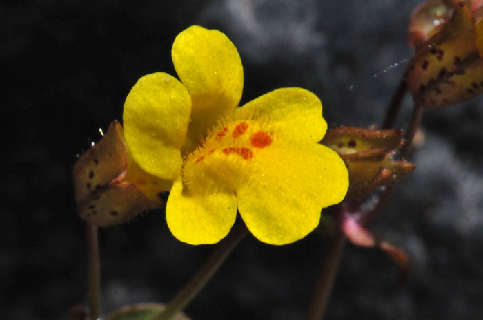 Seep Monkeyflower has an attractive showy bright yellow flower bilaterally symmetrical on slender stems. Mimulus guttatus Seep Monkeyflower has an attractive showy bright yellow flower bilaterally symmetrical on slender stems. Mimulus guttatus
